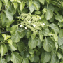 QuickHedge Klimhortensia (kant en klaar haag)